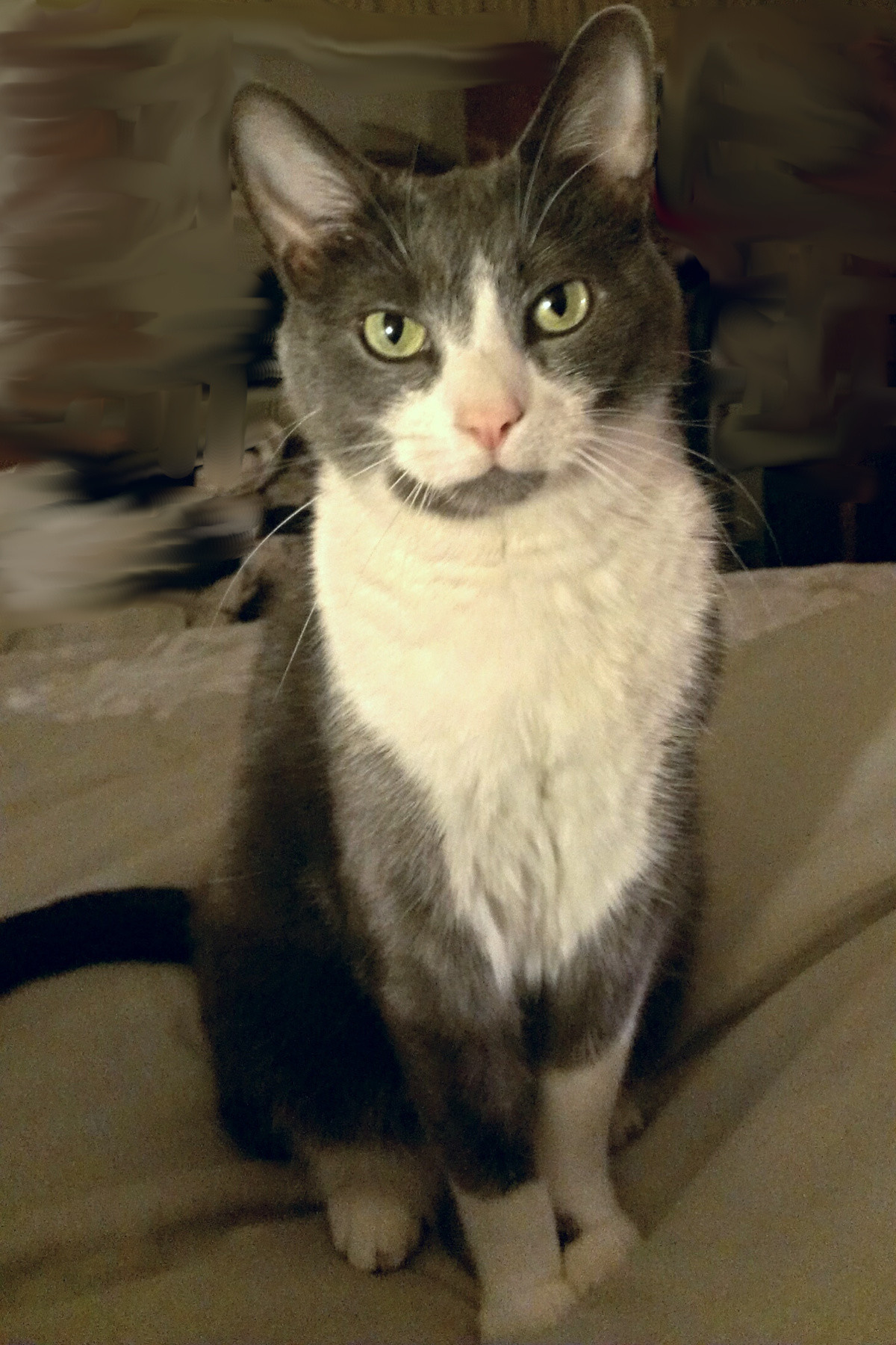 Jax, our dearly-beloved fur-child. A gray and white tuxedo cat sits on a soft surface and looks at the camera,