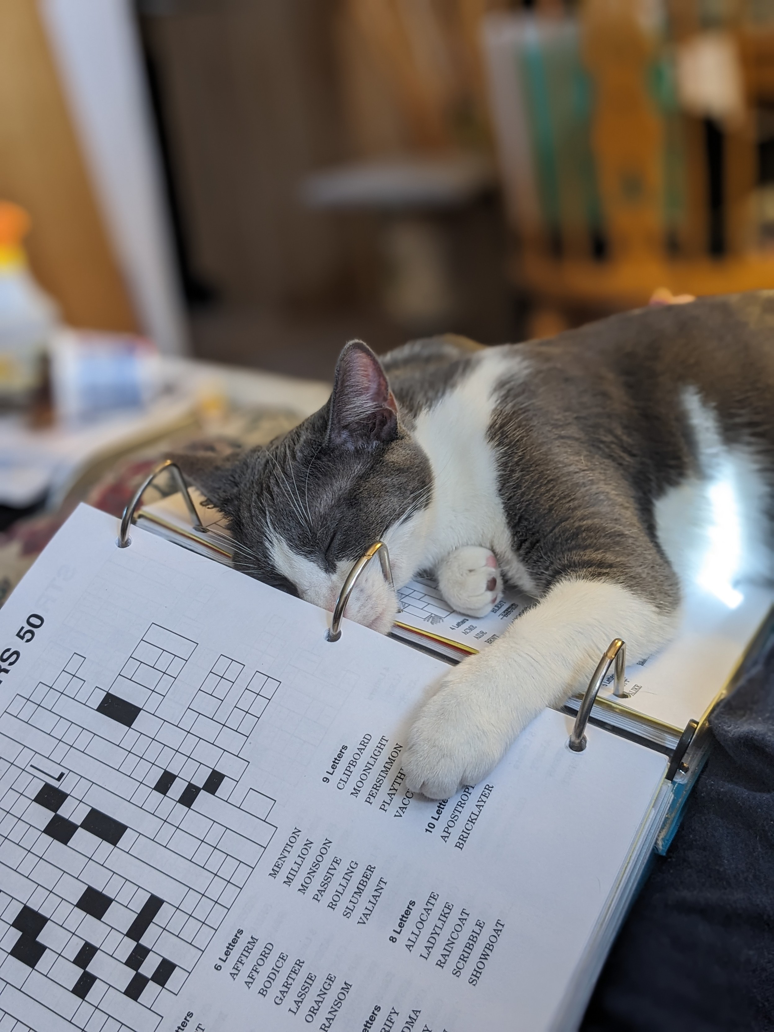 A gray and white tuxedo cat sleeps on a three-ring binder of word puzzles. The binder is on a woman's lap (though you cannot see her in the picture). The cat is mostly on the right-hand (recto) page but its left paw extends across the gap onto the left-hand (verso) page and his snout is partly through the loop formed by the middle binder ring. The background is deliberately blurred.