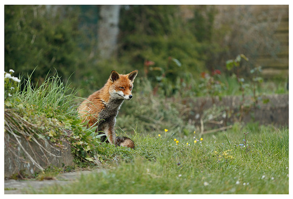 fox sitting in rough grass with a low wall to one side and a tree trunk in the distance behind her. She is looking across a garden.