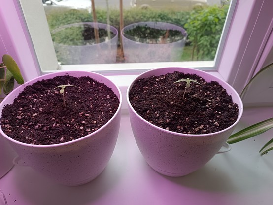 The two automatic seedlings transplanted 