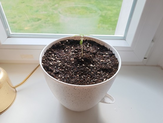 The photoperiodic seedling transplanted 