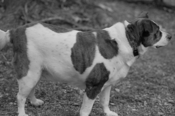 A sideview of a white and brown dog with his head to the right, shot in black and white