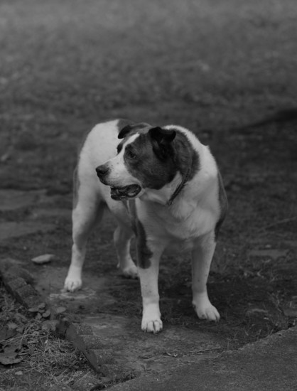 A white and brown dog standing in his yard with head to his right, shot in black and white