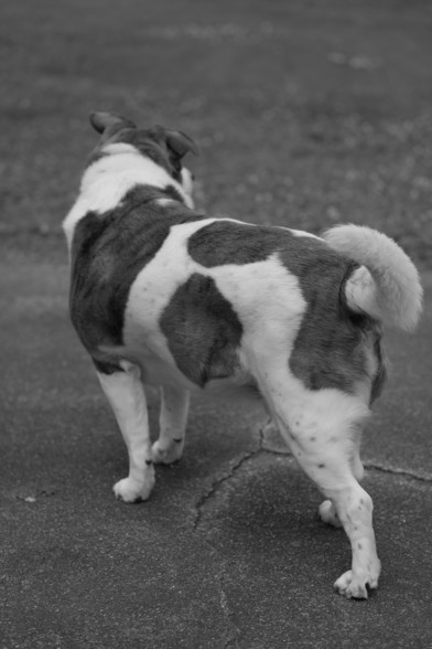 A backshot of a white and brown dog standing on a driveway, shot in black and white