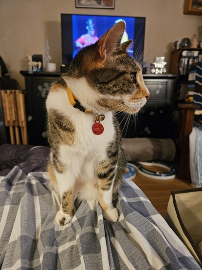 A calico tabby with a yellow collar sits on a blanket covered sofa, staring off to the right.