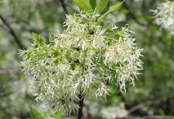 Cluster of white and pale green blossoms with very narrow stringlike petals on a tree branch with some green leaves at the top of the view. The background is a blurred view of similar bloom, leaves and branches of the same tree. 