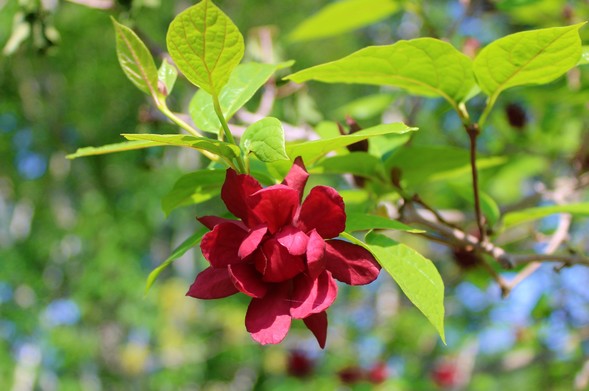 Red flower on the underside of a tree branch under some green leaves with faint red veins. Blurred background of tree trunks and leaves.