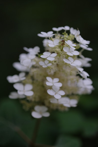 White oakleaf hydrangea bloom close up