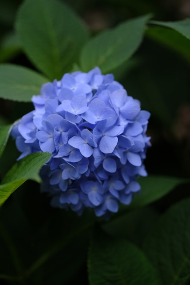 Ordinary variety of blue/violet hydrangea bloom close up