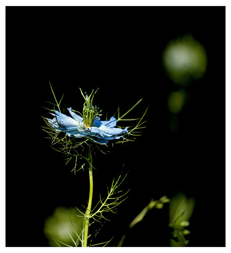 A single head of a blue love-in-the-mist flower head against a dark background, with hints of other flower heads out of focus in the background