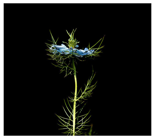 A single head of a blue love-in-the-mist flower head against a dark background, 