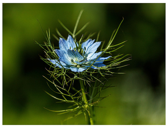 Close-up of a single head of a blue love-in-the-mist flower head against a green background
