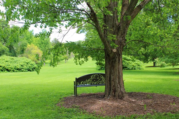 Bench in the shade of a tree in the foreground with green leaves. The backrest of the metal bench is a cutout design showing the green of the lawn beyond. There are a variety of trees and bushes spread out in the grassy mown lawn.