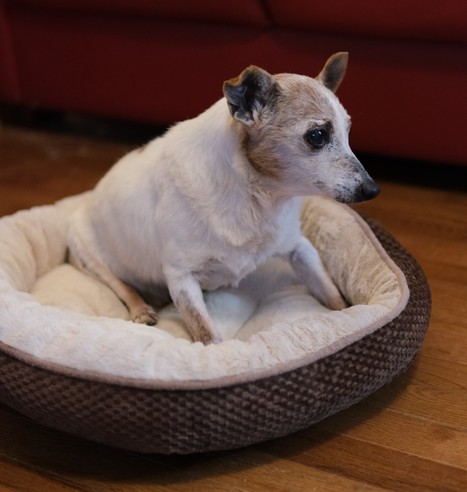 A white and brown Jack Russell Terrier sitting in a small white and brown bed in the living room
