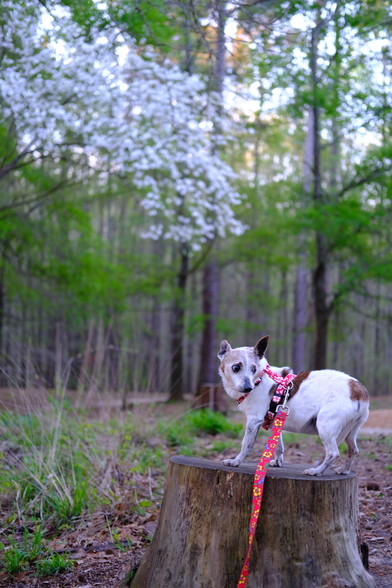  white and brown Jack Russell Terrier standing on a tree stump in a park, flowers on a tree above