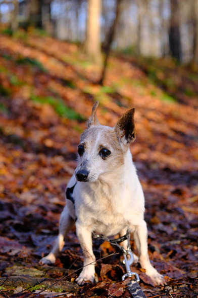  white and brown Jack Russell Terrier standing on a trail in a park with an autumn morning sun shining on his face