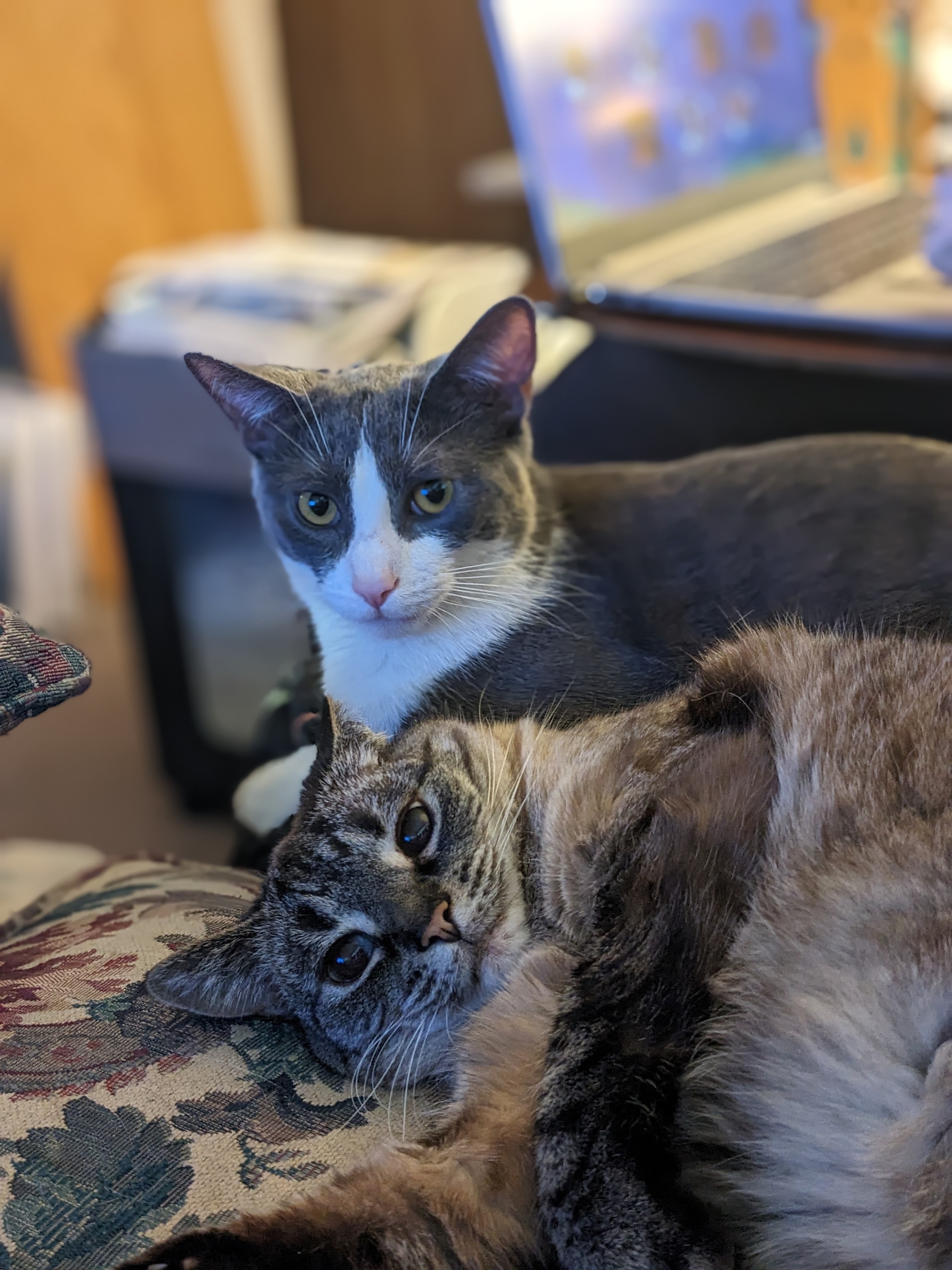 Two cats lying on a couch looking directly at the camera. Tudie, the tabby/Siamese mix, is in front of Jack, the gray/white tuxedo. Both look like they are smiling