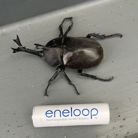 rhinoceros beetle
AA batteries