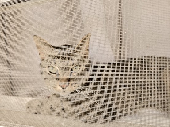A brown tabby cat lays between a window screen and a grey curtain, staring out at the photographer