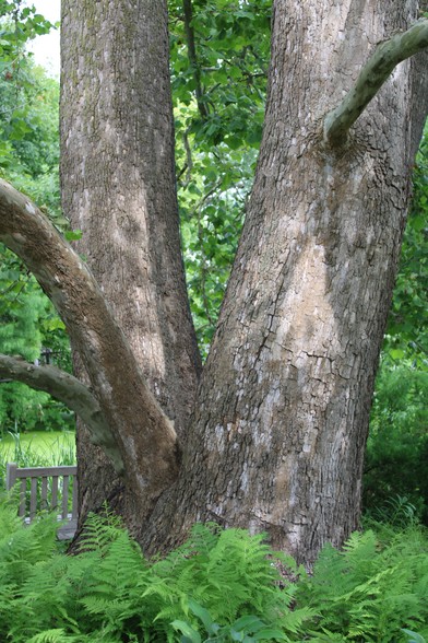 Large tree trunks that grow from one base at the bottoms with ferns in front of them and a partial view of a wooden bench on the far side of them with a pond and trees beyond. 