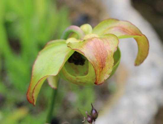 Green and red petals covering a bowl like appendage of the pitcher plant bloom to entice the unsuspecting insects,