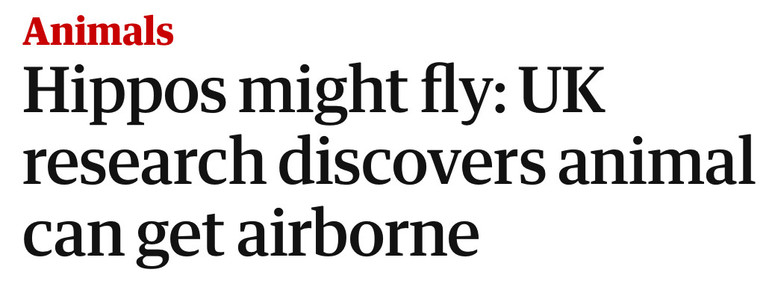 Screenshot of The Guardian website. Headline: Hippos might fly: UK research discovers animal can get airborne