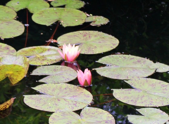 Two pink waterlilies beginning to bloom with the pale olive green large lily pads leaves with a large notch in their otherwise round shape making them reminiscent of the shape of Pacman in the old video game floating on the surface of water. 