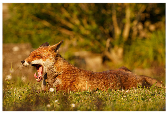 Fox stretched out on a lawn raises her head and has a mighty yawn  showing her teeth and her tongue curled up