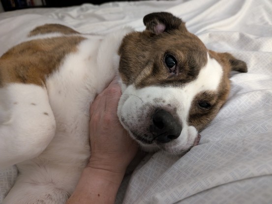 A white and brown dog lying in bed with funny face as his dad rubs his throat.