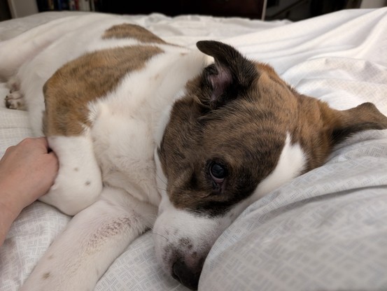 A white and brown dog lying in bed with the left side of his face pressed against his dad's belly