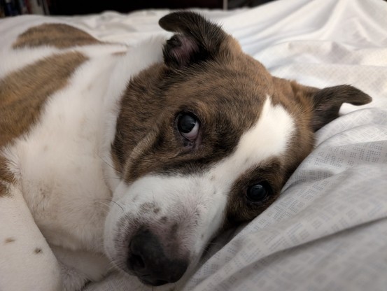A white and brown dog lying in bed with his face close up, eyes to his right