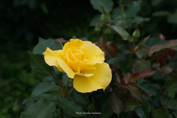 雨上がりの黄色い薔薇の花