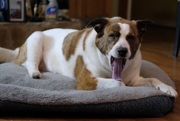 A white and brown dog lying on his bed, yawning with his long tongue hanging out