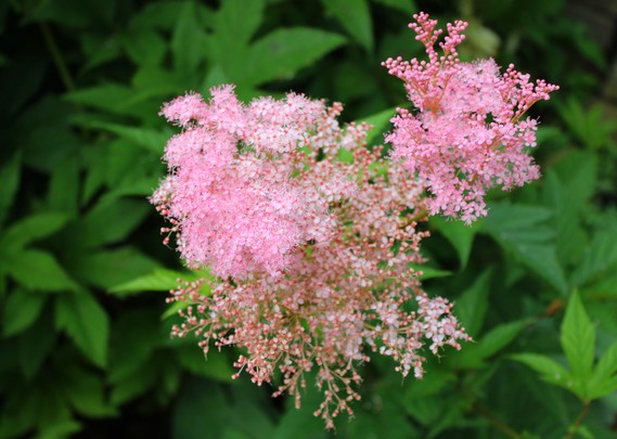 Cluster of tiny pink flowers and buds with the open full bloom flowers giving the appearance of being fuzzy. Background is green leaves and shade.