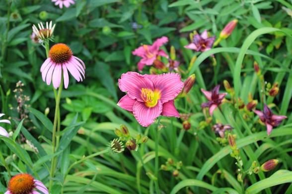 Golden brown and red raised centers of blooms with slender pale purple petals hanging downward on tall green stems next to blooms of striped pink blooms with petals gradating to yellow in the center slightly curling on outer edges with slightly ruffled petal edges and yellow stamen with red anthers on tall green stems. Other flowers and foliage are slightly blurred in the background.