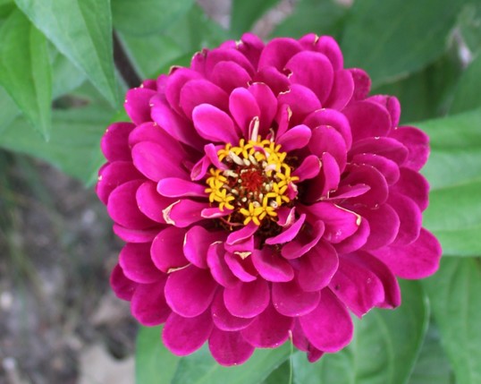 Deep rose colored multi-petal flowers with red center and yellow star shaped yellow appendages forming a crown around the top edge of the center, The green leaves between the bloom and the ground below are partially viewed in the background.