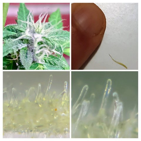 A photo divided in four: first a cannabis flower, then a finger to compare to a stigma. Then the stigma amplified with several trichomes 