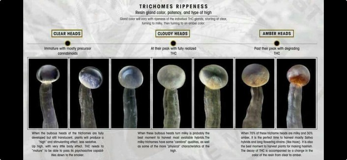 A chat explaining about the trichomes ripeness 