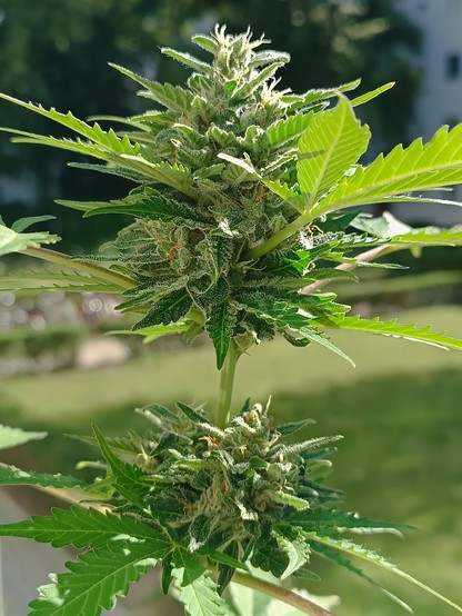 Flower of the biggest autoflowering cannabis