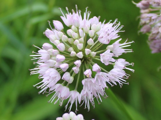 Close up of spherical cluster of small light lavender blooms with long stamen that looks like it is trying to imitate exploding fireworks. The background is blurred green of nearby plants and some partial views of nearby blossoms. 