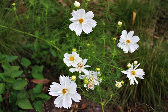 Grouping of white multi-petal blooms with yellow centers on stems with thin lacy leaves. Other foliage is seen on both sides of the grouping. 