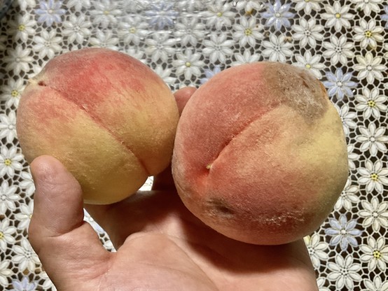 桃も二箇手に持っているところ。