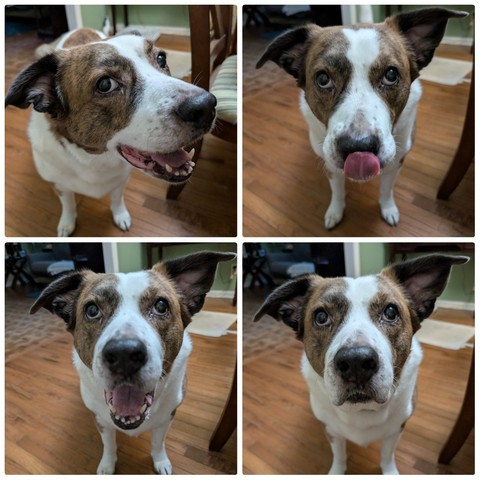 A collage of a white and brown dog by the dining table expecting the usual two bites