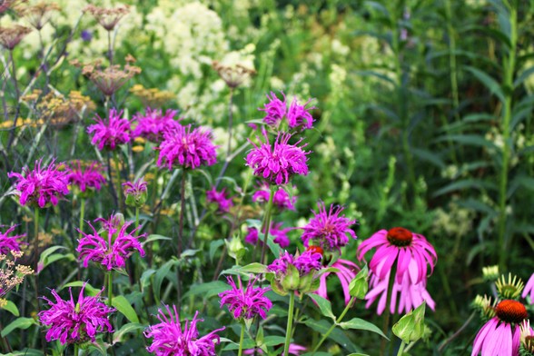 Fuchsia colored bee balm blooms in left foreground and purple coneflower blooms in right foreground.  Groupings of gold and another of white blooms blurred in background.
