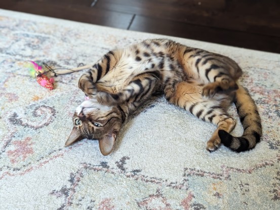 cat showing her belly while playing on carpet