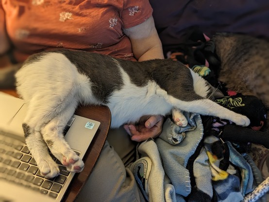 A gray and white cat lies across a woman's laptop and the couch se is sitting on. The cat's rear legs are on the laptop keyboard. The laptop sits atop a lap desk which in turn sits atops the woman's lap. The cat's head rests on the couch itself, several inches lower than his legs. In the background is another cat.