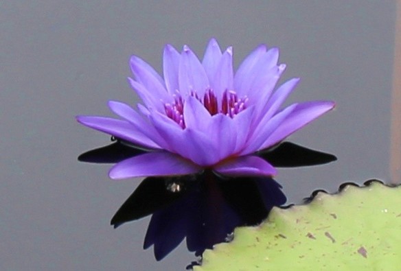 Close up of a purple multi-petal bloom with purple stamen in the center on the slate colored water surface with a mirrored shadow beneath it. An edge of a green lily pad is in the lower right corner of the frame. 