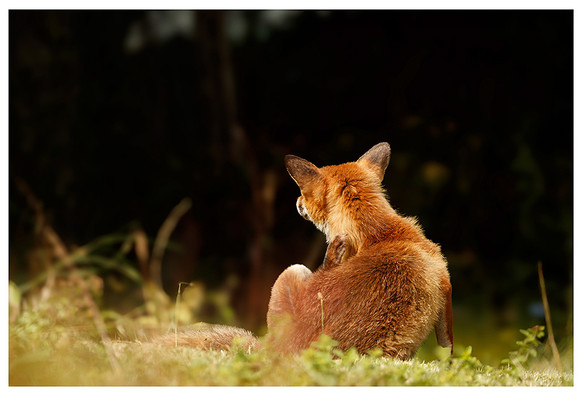 A fox, seen from behind, sitting up and scratching her neck while staring into the distance which is in deep shade, while the sunlight bounces of her brightly coloured fur. 