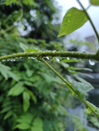 横に伸びた、植物の茎のアップ写真。茎には水滴がたくさんぶら下がっている。