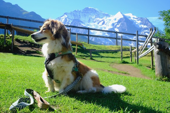 Long-haired dachshund sitting up straight, looking to the viewers left. Alpine landscape in the back, mountain ridges, alpine green and a fence.